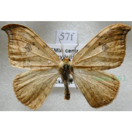 Drepana falcataria (Linnaeus, 1758) male Wycinka sierpianka Czech57f